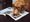 A reddish-brown retriever wearing black-framed glasses rests its chin on an open magazine, looking up at the camera.