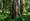 A close up of a tree trunk with other trees and forest vegetation in the background 