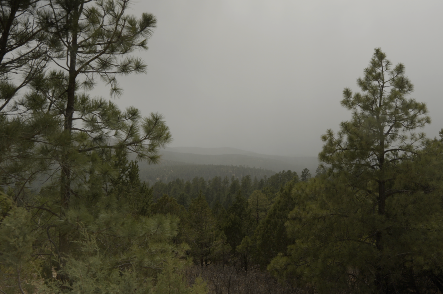 Pine forest landscape under an overcast sky as a storm moves across the Mescalero Apache reservation.