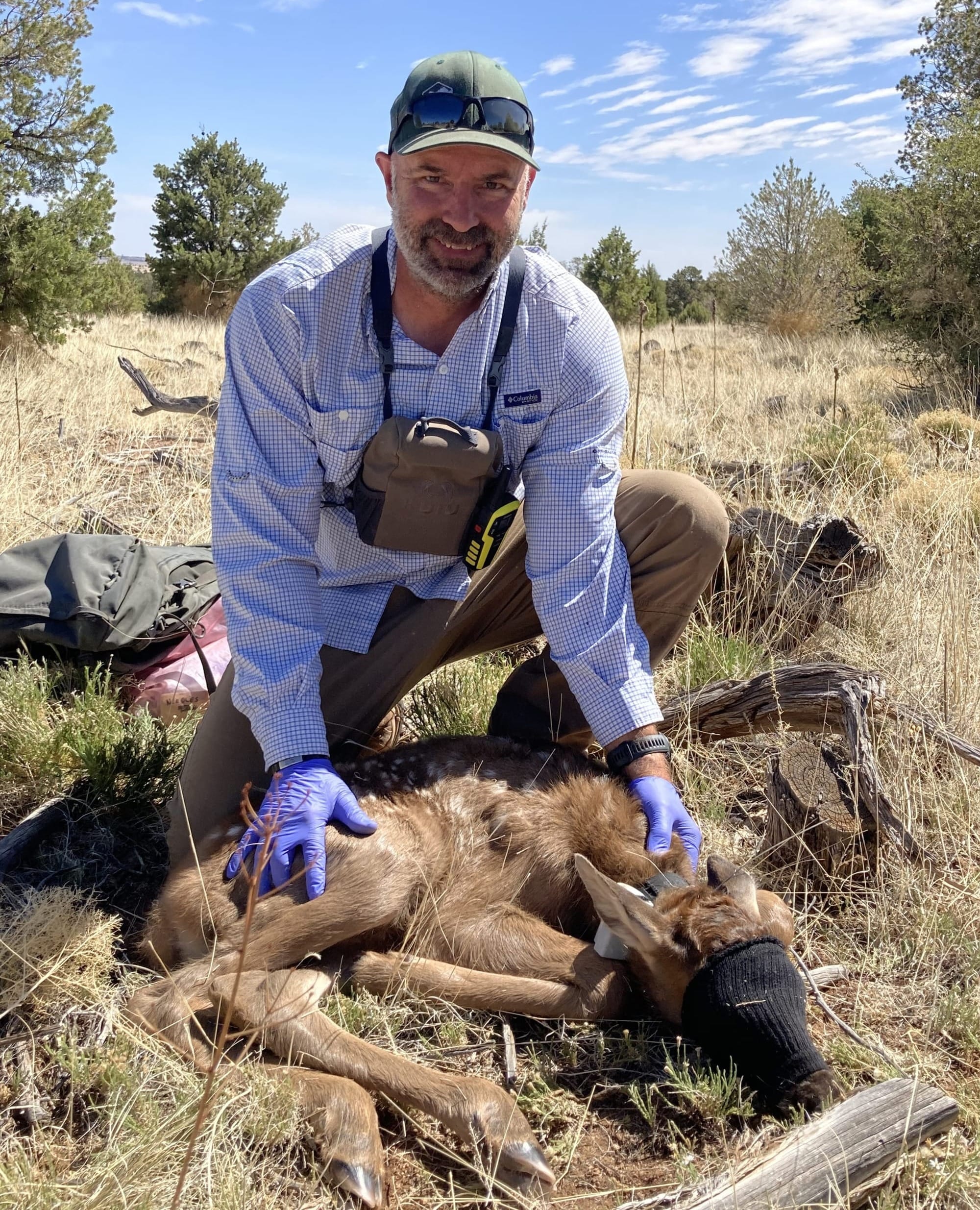 NMSU doctoral student William Grooms kneels beside a sedated elk calf during wildlife field research in New Mexico.