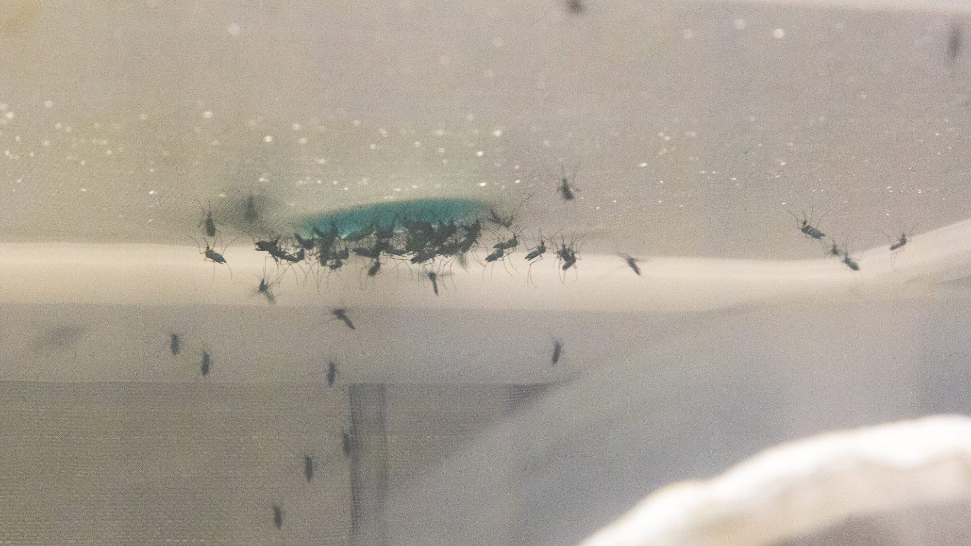 Mosquitoes gather around a blue SkitoSnack feeding source inside a research enclosure at New Mexico State University.