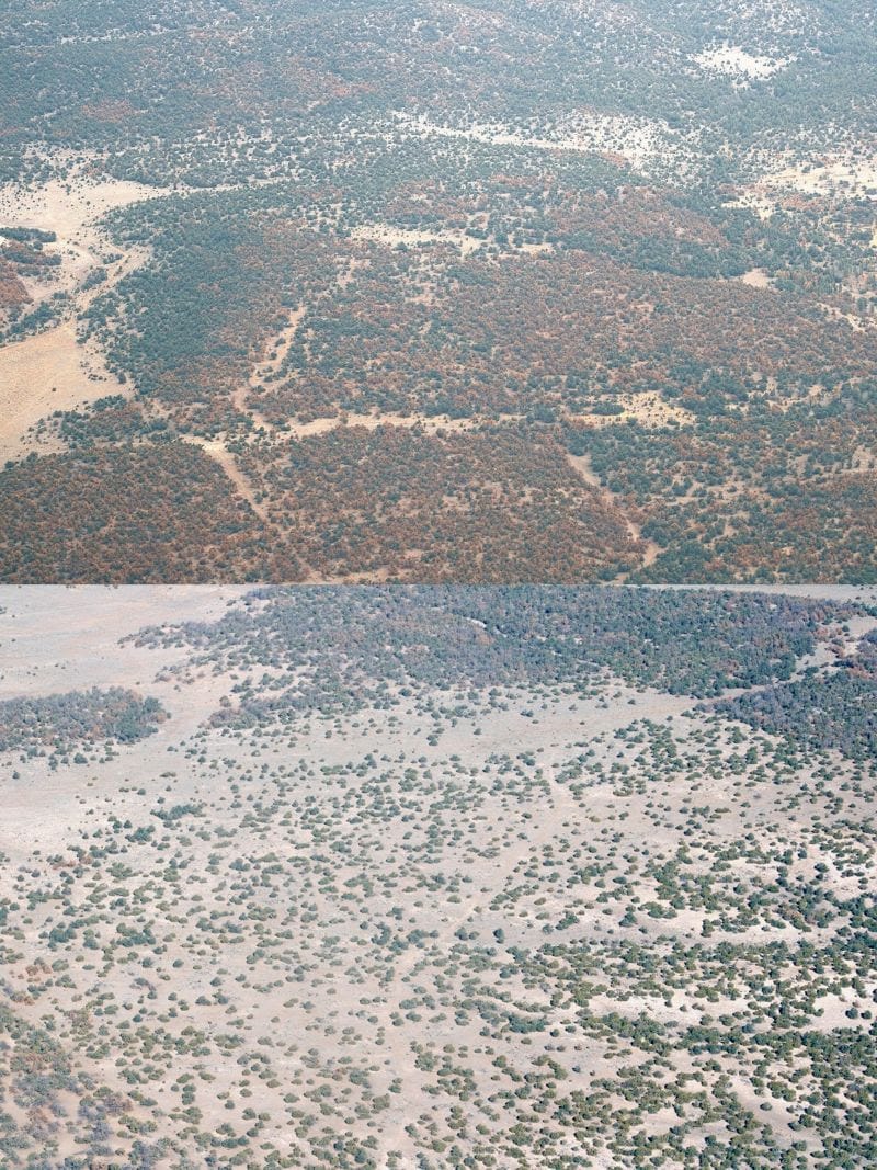 Aerial comparison of untreated piñon-juniper woodland with widespread beetle kill and a thinned landscape with fewer dead trees.