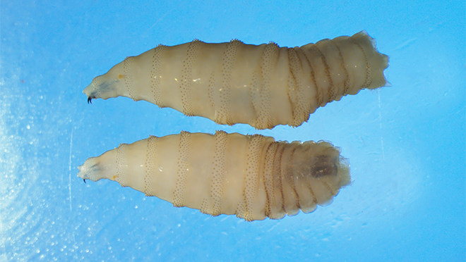 Two New World screwworm larvae are shown on a blue background in a close-up image.