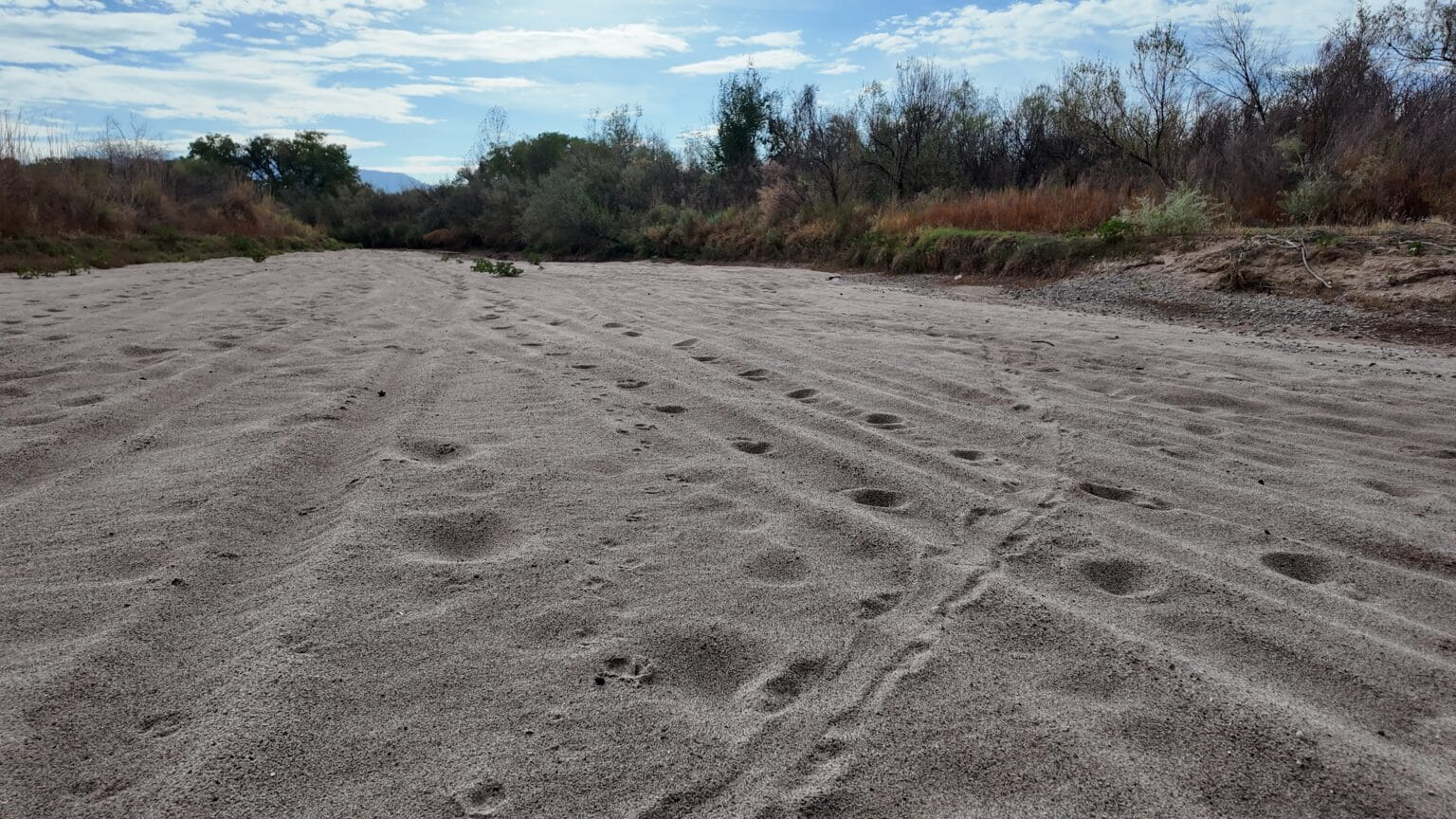 Dry riverbed along the Middle Rio Grande in New Mexico, with exposed sand, footprints and vegetation lining both banks.