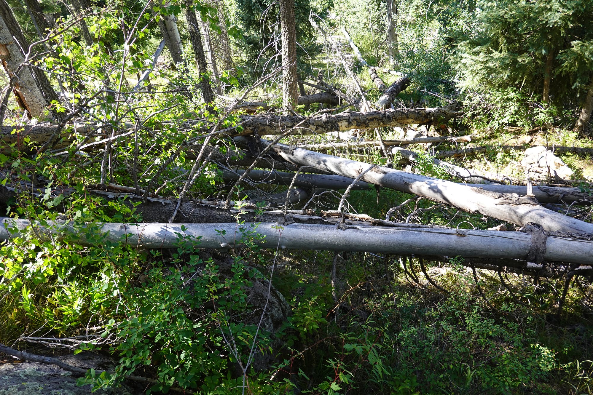 Dense forest vegetation in northern New Mexico surrounds a tangle of fallen trees, branches and logs, creating habitat for snowshoe hares and Canada lynx.