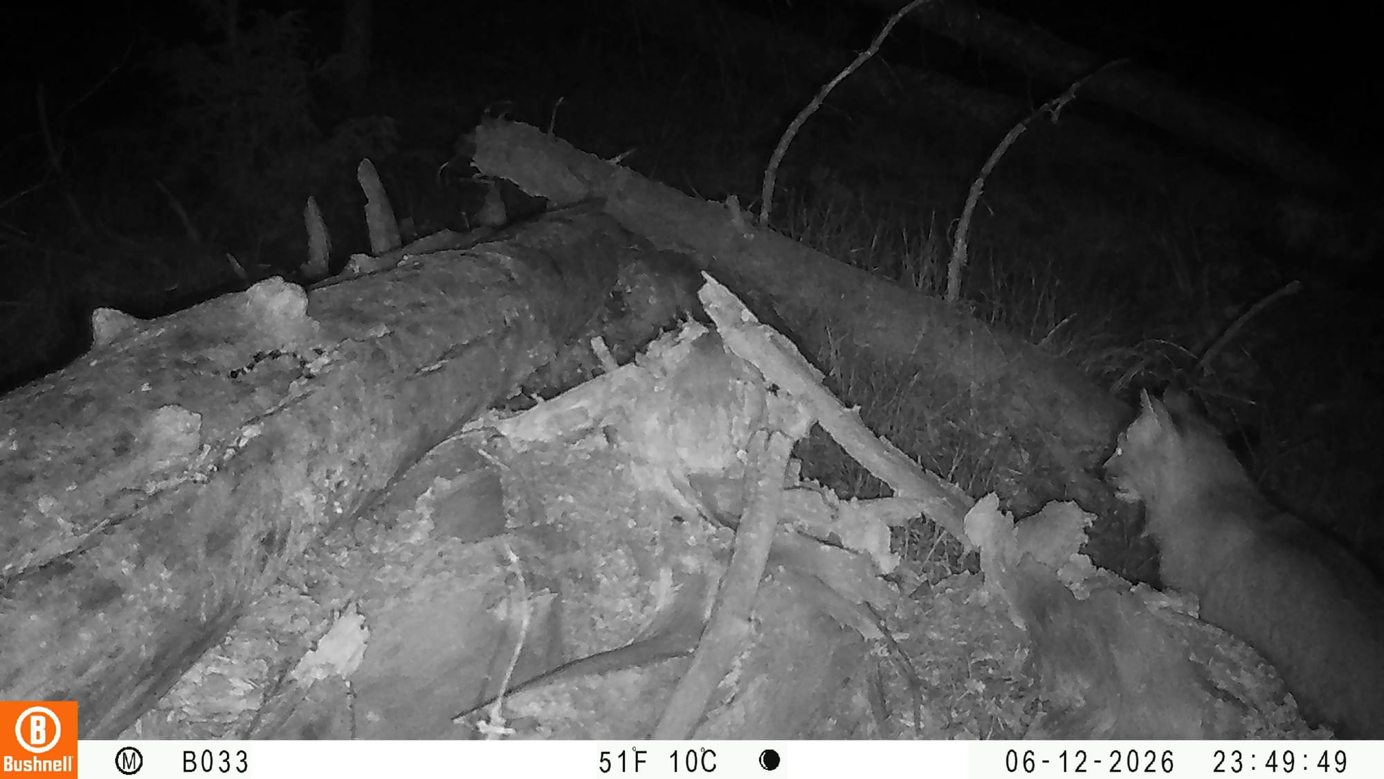 Black-and-white nighttime trail camera image of a Canada lynx standing among fallen logs and brush in northern New Mexico’s Carson National Forest.