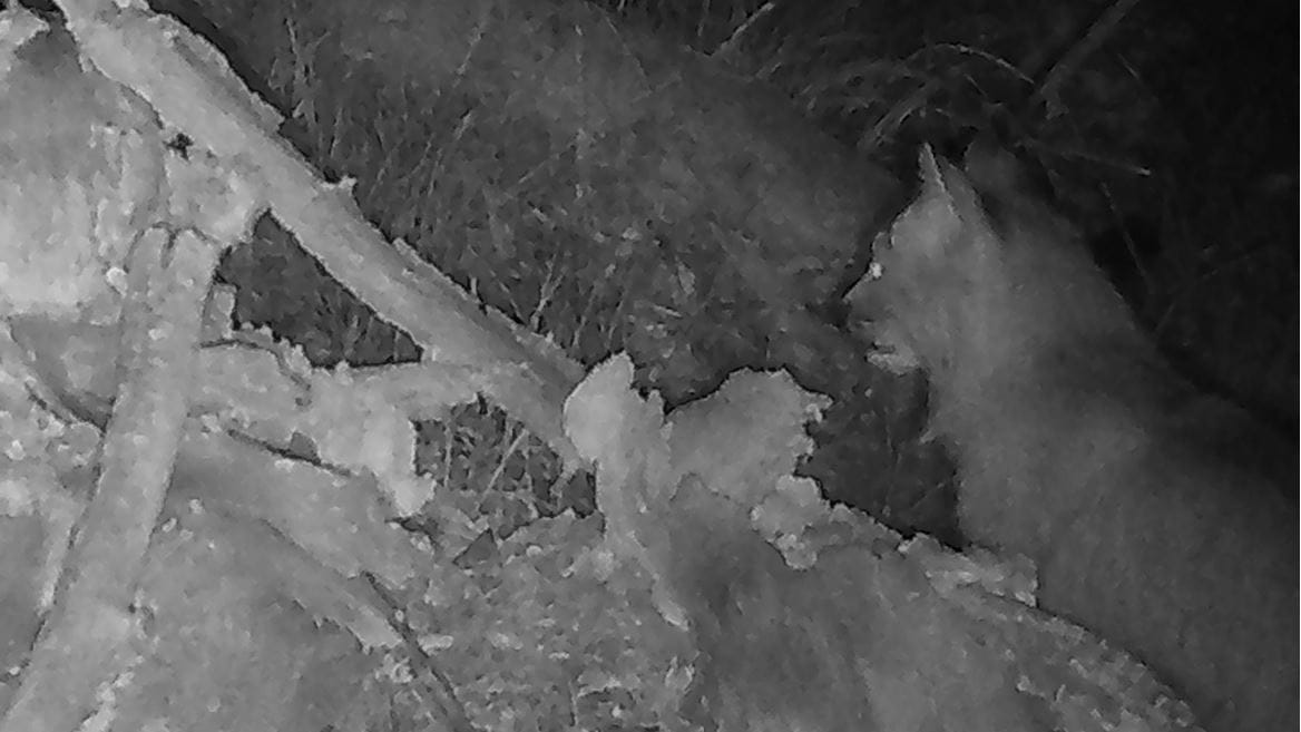 NMSU Ph.D. student finds proof of rare wild cat in northern New Mexico