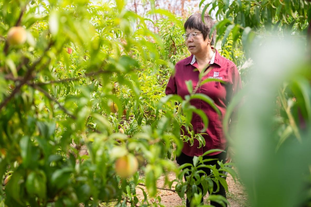 NMSU’s Sustainable Agriculture Science Center at Alcalde explores non-traditional crops