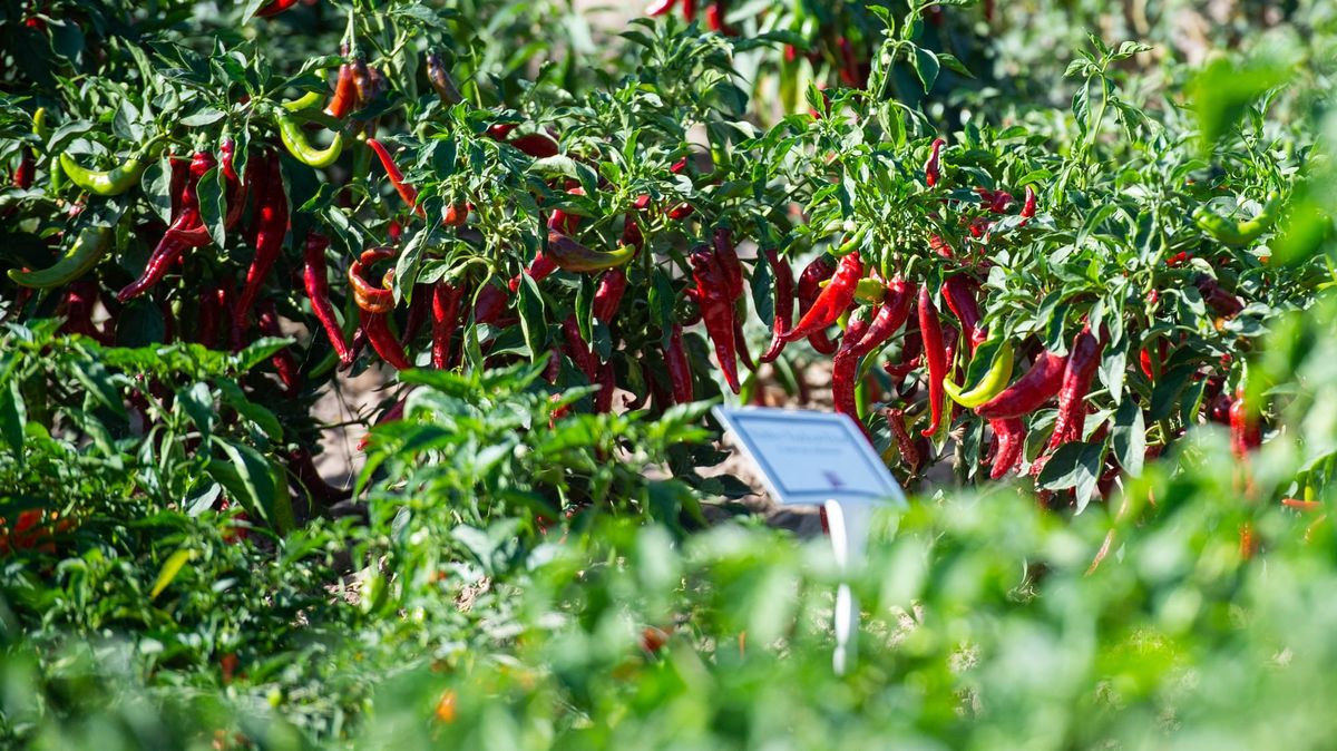 NMSU Extension to host Red Chile Preservation workshop series