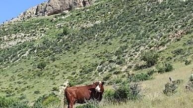 BLM McGregor Range grazing auction brings in $1 million for land management
