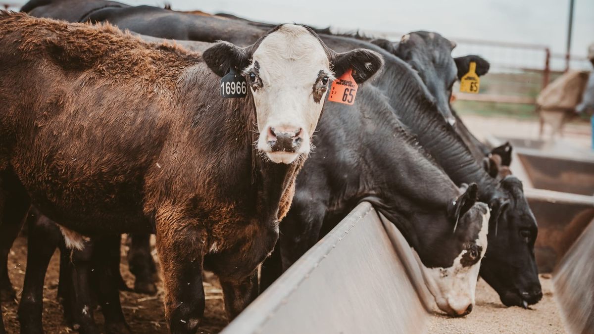 New Mexico to offer up to $3M in grants for meat processors starting April 13