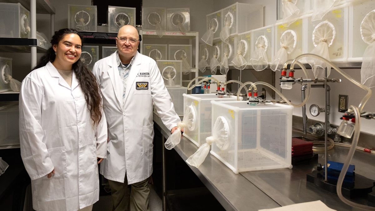 NMSU researchers’ new formula for mosquito food helps stop spread of disease