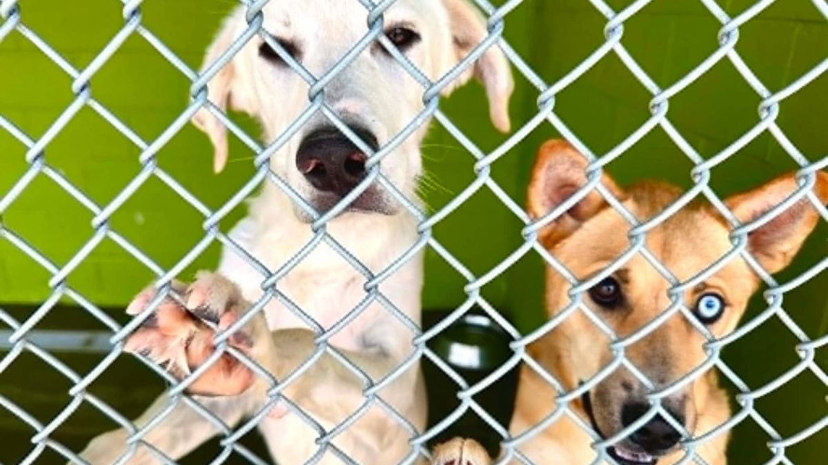 Las Cruces animal control urges pet safety plan before fireworks