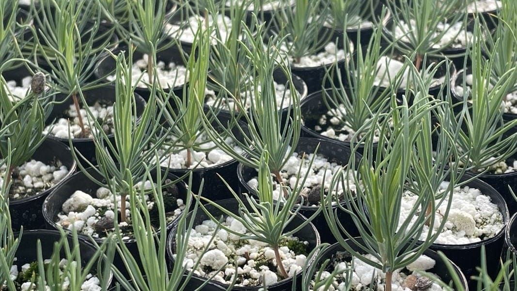 New Mexico Forestry Division redirects seedling program to fire-damaged forests