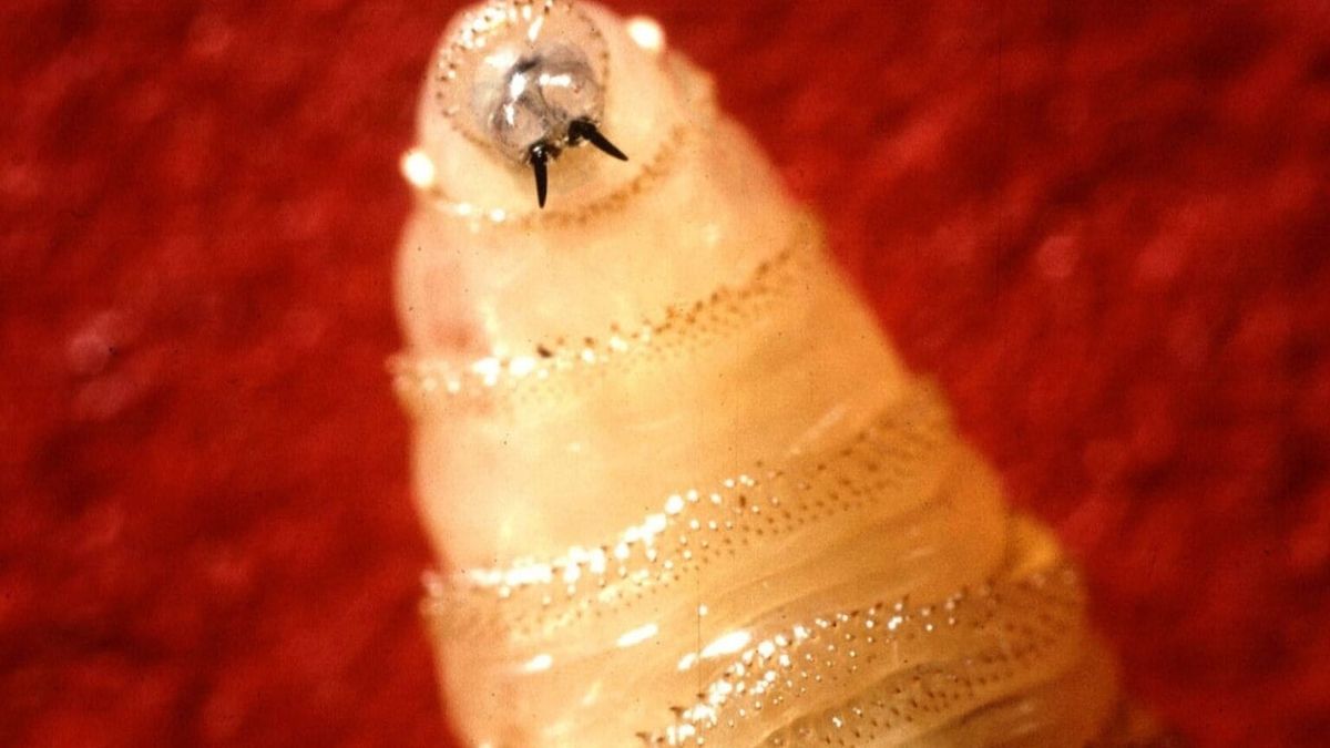 New Mexico reports first New World screwworm case in Lea County dog