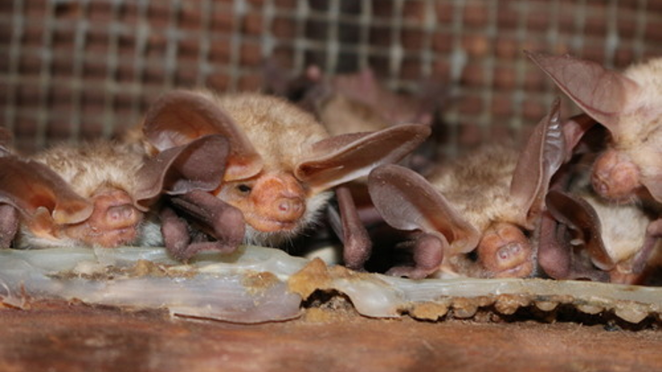 White Sands seeks visitor who handled dead bat
