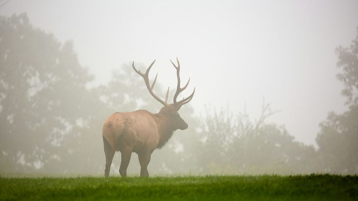 Three New Mexico men charged in elk tag fraud scheme