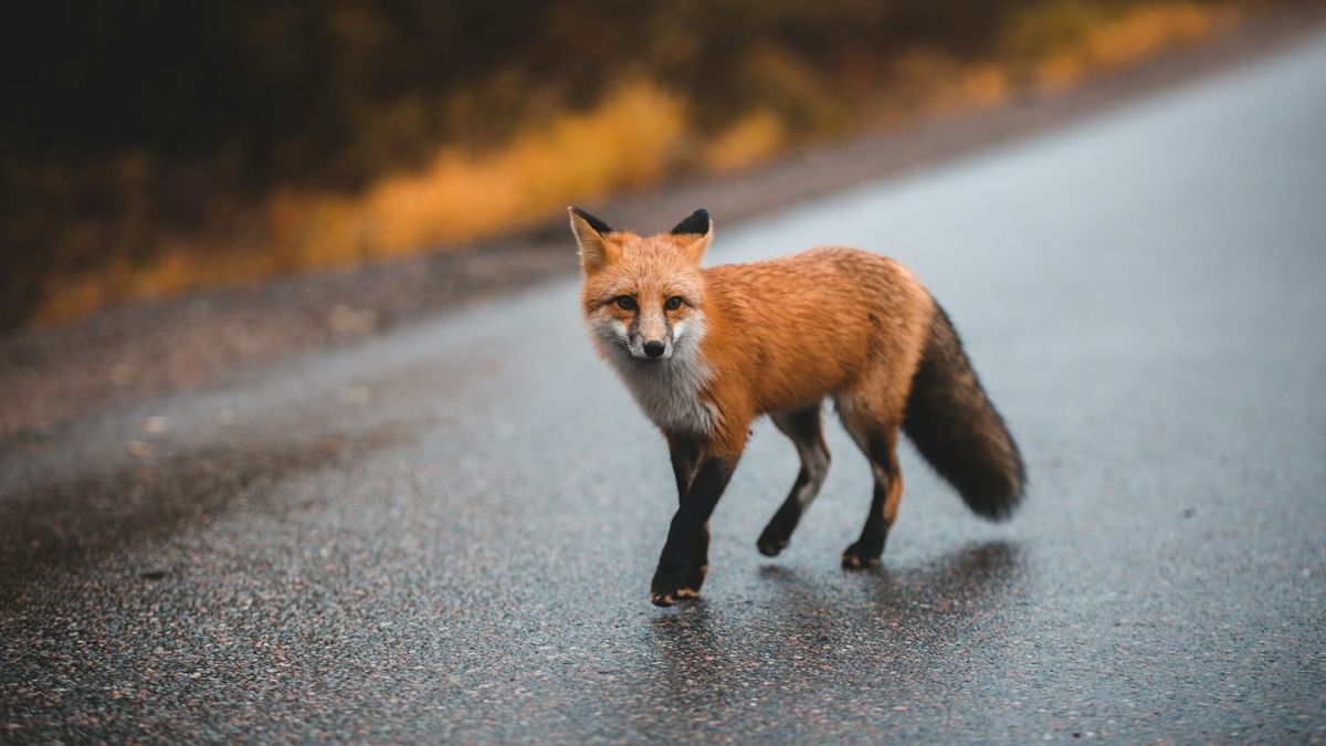 Health officials urge pet vaccinations after rabid fox found in New Mexico