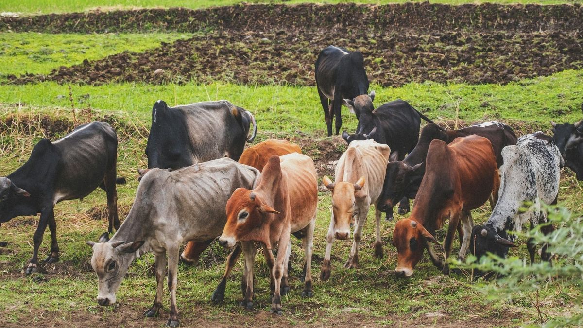 Heinrich, Luján bill would help ranchers use federal funds for virtual fencing