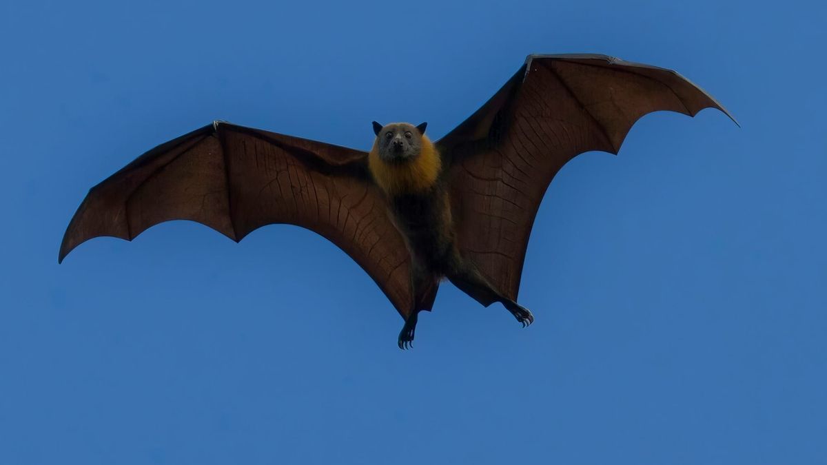 Health officials urge caution after bat tests positive for rabies