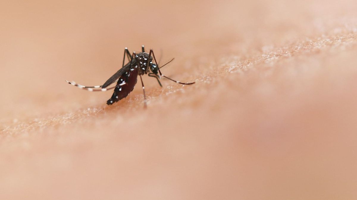 CDC urges mosquito precautions as West Nile season starts early