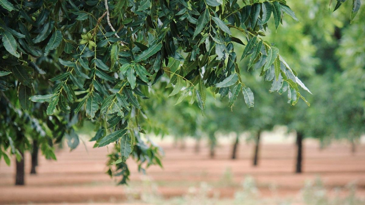 Doña Ana County commissioner warns small farmers could lose farms amid water shortages
