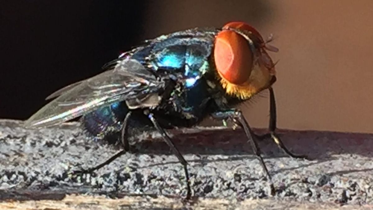 New World screwworm confirmed in Otero County cow; livestock movement restricted