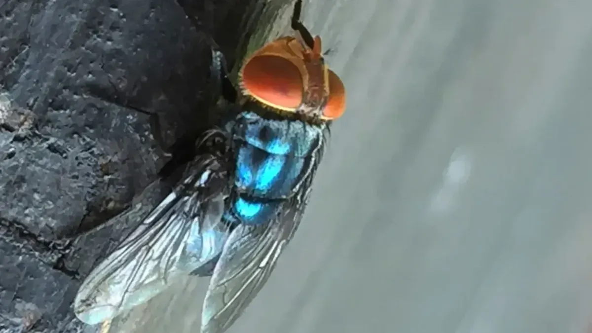 New World screwworm confirmed in Hidalgo County calf as New Mexico expands surveillance