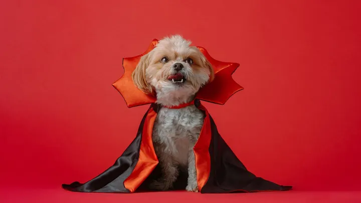 Doña Ana County Humane Society plans ‘Howl-O-Ween Yappy Hour’ fundraiser Oct. 28