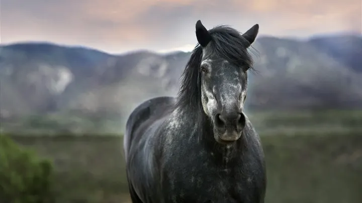 Close-up of a dark gray horse standing in an open landscape with mountains blurred in the background under a soft evening sky.