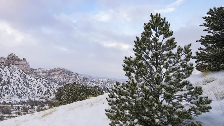 A snow-covered evergreen tree stands on a hillside in front of rugged, white-dusted cliffs under a cloudy winter sky in New Mexico.