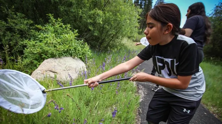A child uses a long-handled net to collect insects and plants during an outdoor educational activity, as part of a youth nature-based program supported by New Mexico’s Outdoor Equity Fund.