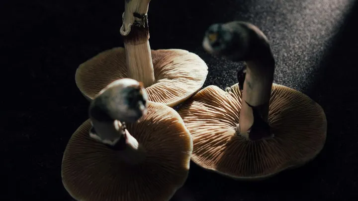 A close-up view of several mushrooms lit from above, showing the gills and stems against a dark background.