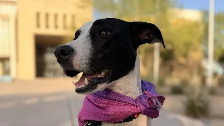Black-and-white dog wearing a purple bandana sits outside Las Cruces City Hall.
