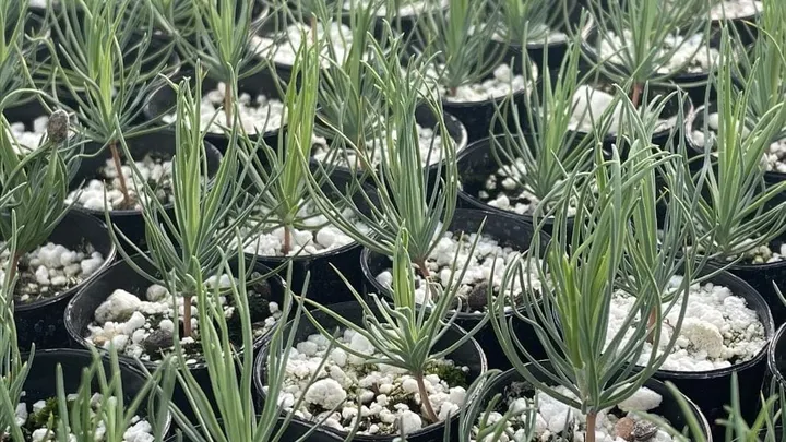 Rows of young ponderosa pine seedlings grow in individual black containers at a forestry research center.