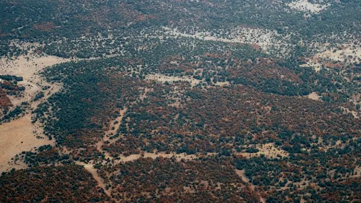 Aerial view of piñon-juniper woodland with patches of reddish-brown beetle-killed trees.