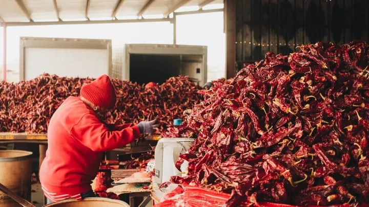 A worker in a red hat sorts piles of dried red chile at a New Mexico processing facility.