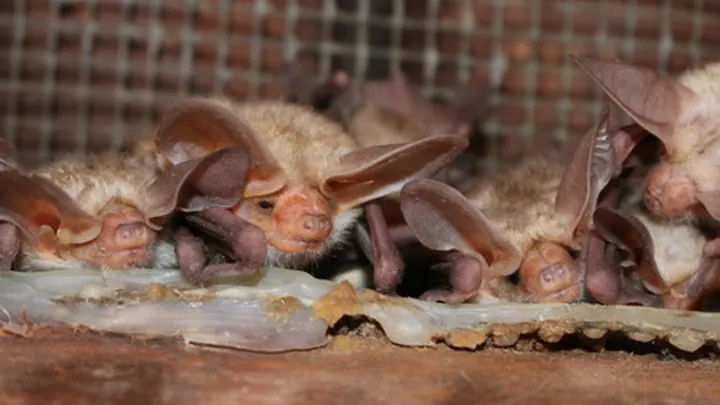 Several pallid bats roost close together on a wooden surface.