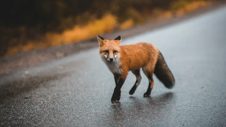 A red fox walks along a paved road.
