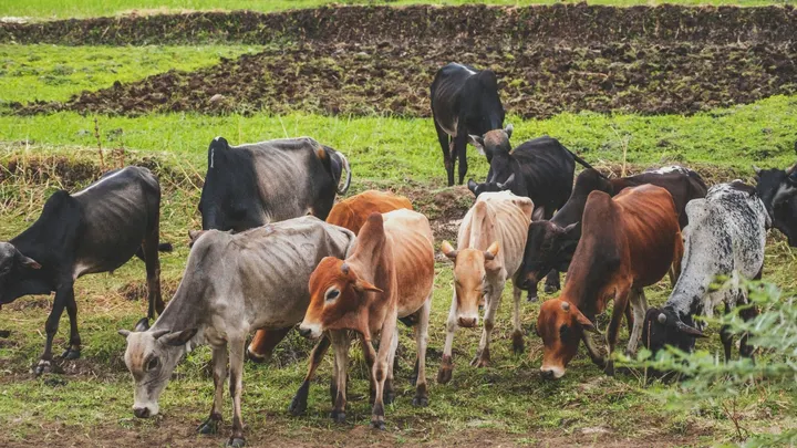 Cattle graze in a field.