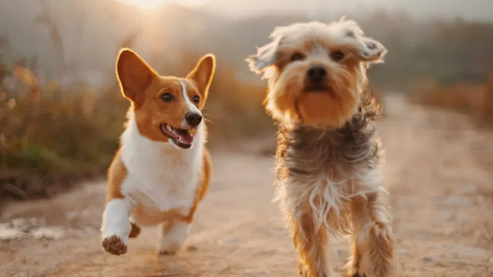 A corgi and a small shaggy dog run side by side along a dirt path in warm sunlight.