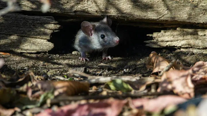 A small rodent stands under pieces of wood near dry leaves and dirt.