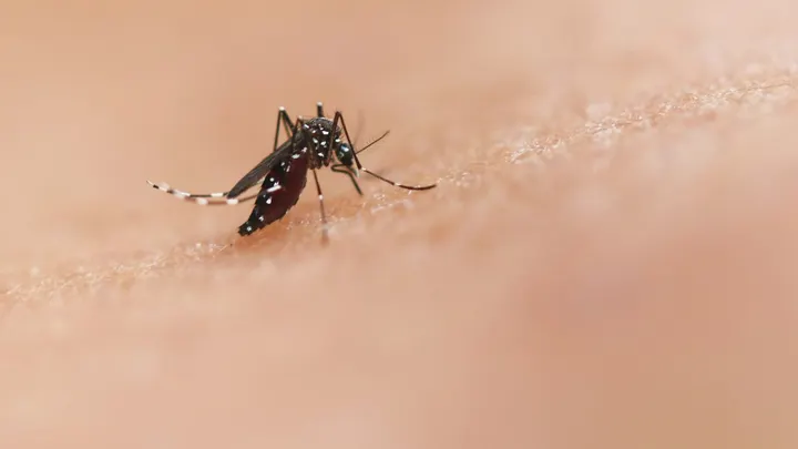 A close-up photo shows a mosquito on human skin.