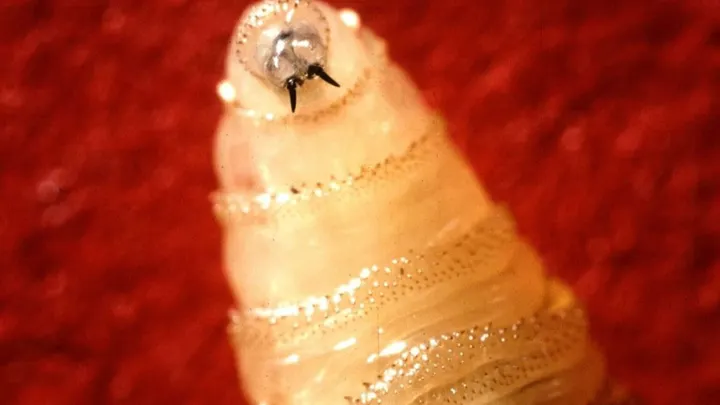 Close-up of a New World screwworm larva against red tissue, showing the dark mouth hooks at the front of its body.