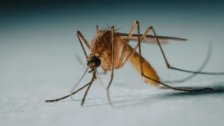 Close-up of a mosquito standing on a light-colored surface.
