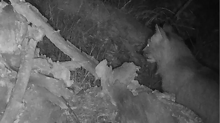 Black-and-white nighttime trail camera image of a Canada lynx standing among fallen logs and brush in northern New Mexico’s Carson National Forest.