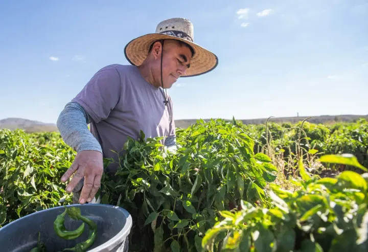 Ezequiel González harvests green chile at Grajeda Farms in Garfield, near Hatch, during the 2026 growing season.