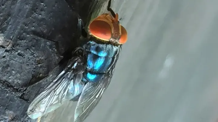 Close-up of a New World screwworm fly with bright orange eyes, a metallic blue-green body and translucent wings resting on a dark surface.