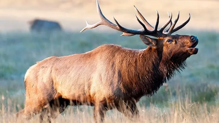 A bull elk stands in a grassy field with its head raised and mouth open, bugling. Its large antlers extend above its head against a blurred landscape.