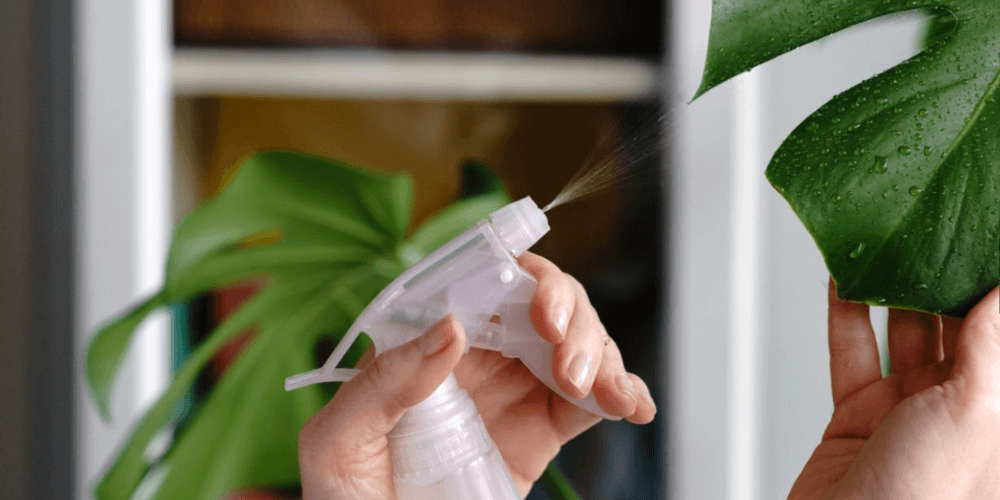 Using Dish Soap on Plants: What's Safe and What's Not